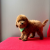 Toy Poodle Safkan Red Brown Yavrularımız